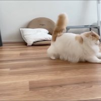 おもちゃを追いかける猫