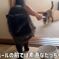 おやつにひきよせられる猫達