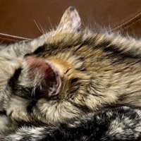 イスの上に仰向けになっている長毛のサビ猫の上に寝そべるサビ猫
