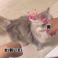 ニオイを嗅ぐ猫