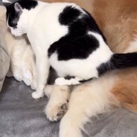 犬にすり寄っている猫