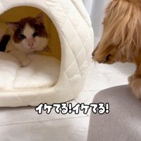 ハウスに入る猫