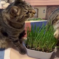 猫草を食べている猫