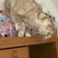 アクリルスタンドが並ぶ棚の上からジャンプする猫