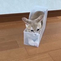 ケースに入っている猫