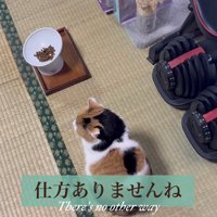 観念した飼い主さん