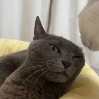 目を細めるグレー猫