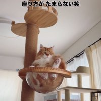 ボウルに座る猫3
