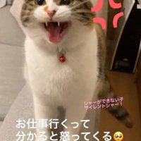 怒る猫