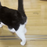 後ろ姿の猫の写真