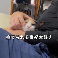 抱っこされなでられる猫