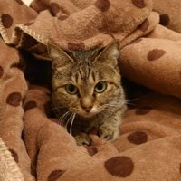 ブランケットでくつろぐ猫