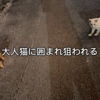 子猫を威嚇する2匹の猫