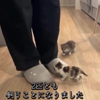 スリッパに駆け寄る2匹の猫