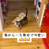 持って行く猫