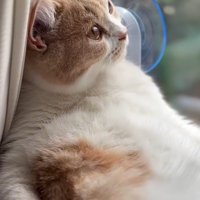 空を見上げる猫（アップ）