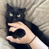 人の手を噛む猫