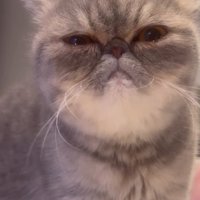 咀嚼しながら飼い主を見つめる猫