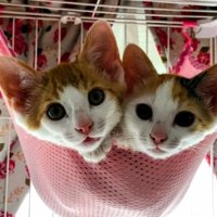 寄り添う猫たち