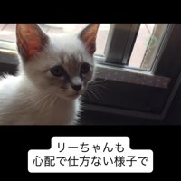 見上げる子猫