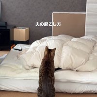 飼い主を起こしている猫