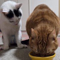 茶色の猫がご飯を食べている横で座る猫
