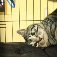 頭を下にする猫