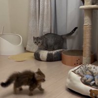 四肢を伸ばしたまま走り出す子猫