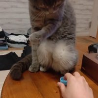 変な座り方の猫