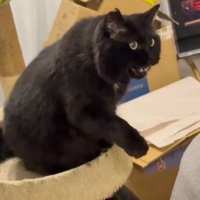 右手を上げて鳴く猫