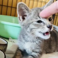ケージの中でママに頭を触られる子猫