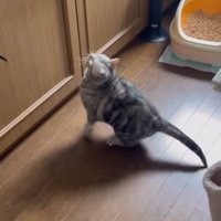 棚の前にいる猫