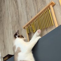 ウインドチャイムを前足で鳴らす猫