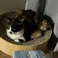 一緒に眠る猫