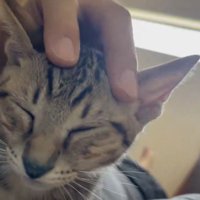頭をマッサージしてもらうキジトラ猫