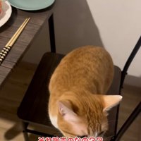 椅子の上で鳴いている猫