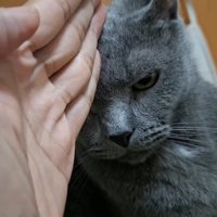 チョップ