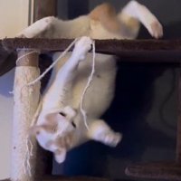 バランスを崩して下の段に落下する猫