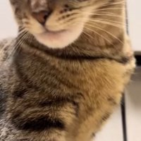 横を向く猫2