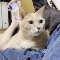 人のそばに座り目を丸くする猫
