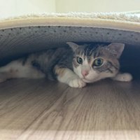 室内にいる猫