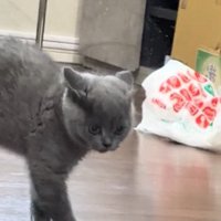 歩き出す子猫