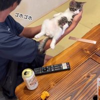 てのひらの上の猫
