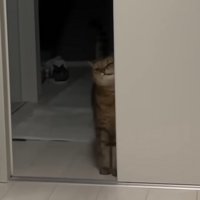 ドアにスリスリ