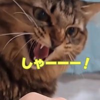 威嚇する猫