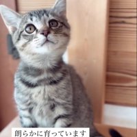 座っている子猫