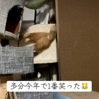 もがいて横になる猫