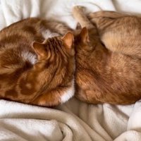 隣で丸まって眠る2匹の猫