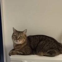 ゴミ箱の上に座って優しい表情で飼い主を見ている猫