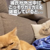 ママさんの指をカミカミするスコティッシュフォールド